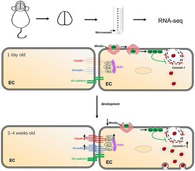 Both the Complexity of Tight Junctions and Endothelial Transcytosis Are Increased During BBB Postnatal Development in Rats